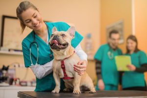 Things You Should Keep in Mind When Visiting a Vet